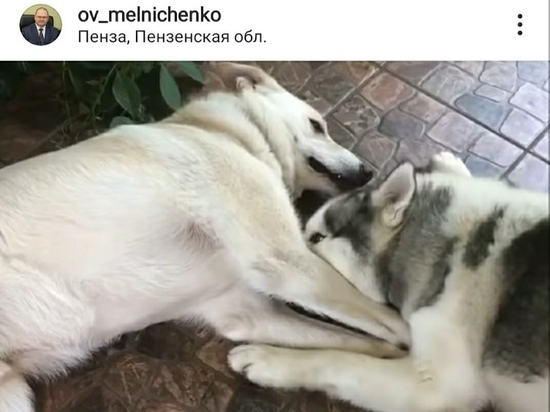 Олег Мельниченко познакомил подписчиков со своими преданными собаками