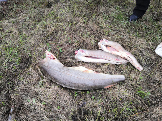 Браконьер из Дудинки Красноярского края наловил краснокнижной рыбы на миллион рублей