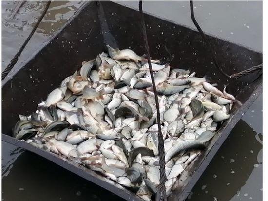 Жителя Марий Эл будут судить за ловлю рыбы сетью