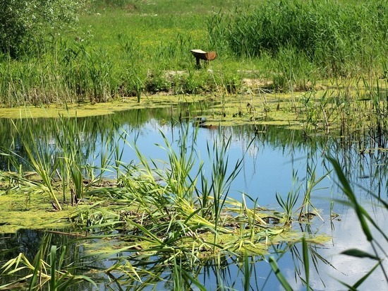 В водоеме Тореза обнаружили тело мужчины