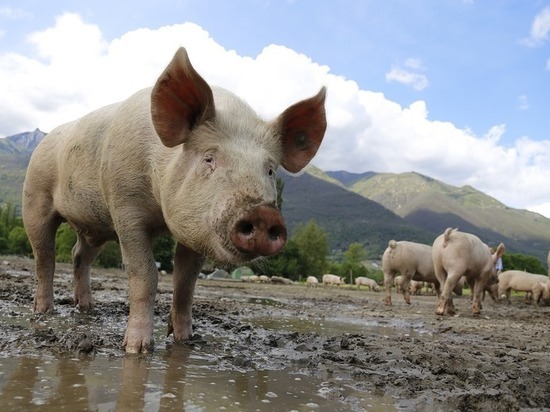 Вспышка африканской чумы свиней зафиксирована в Приамурье
