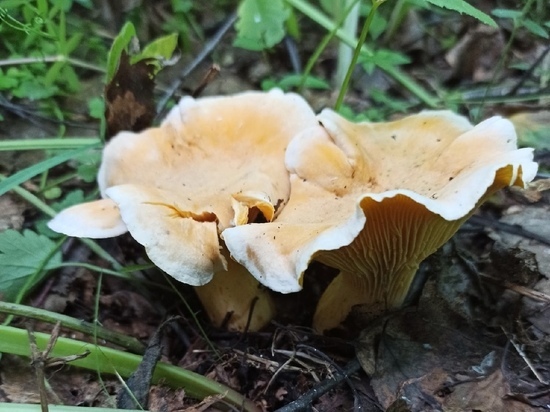 Осенний гриб-паразит появился в лесах Новосибирска в июле