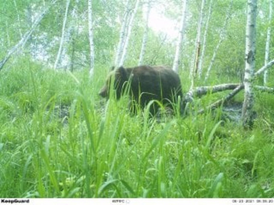 Медведь сломал фотоловушку в заказнике «Горная степь» Забайкалья