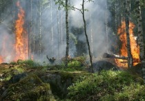 Навязчивый спутник жаркого и засушливого лета — лесные пожары