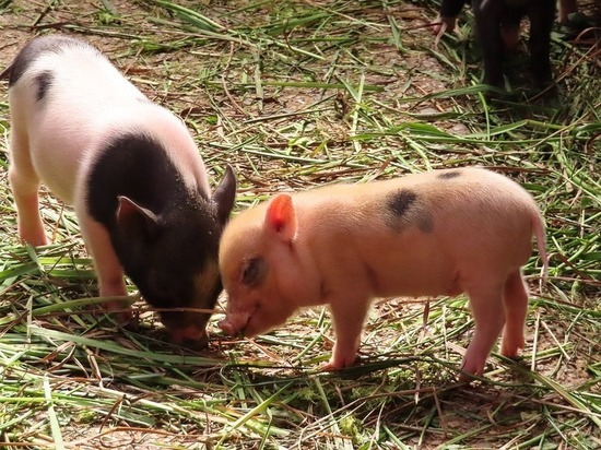 Карантин по африканской чуме свиней объявлен в одной из деревень под Псковом