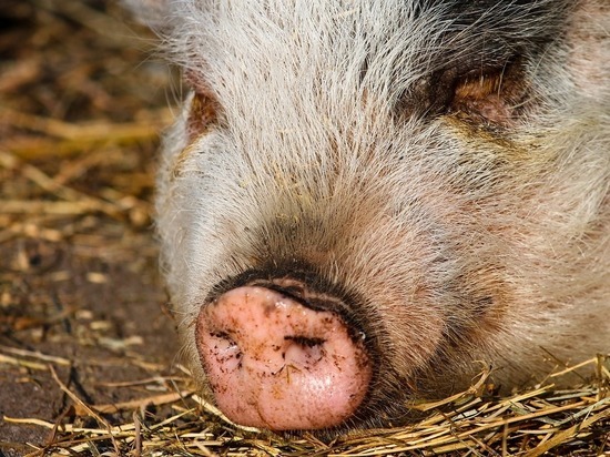 В Дзержинском районе введен карантин по чуме свиней