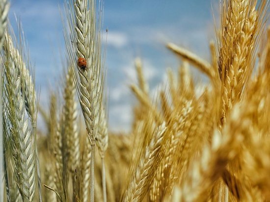 В Кузбассе экспортируют сельхозпродукции более чем на 264 млн долларов