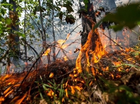 Под Рязанью зафиксировали 26 фактов умышленного поджога лесов