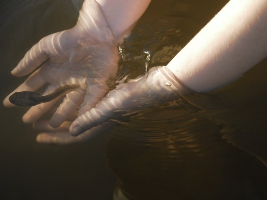 В ЛНР на глазах у родителей утонул подросток