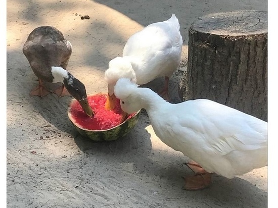 В брянском зоопарке провели день арбуза