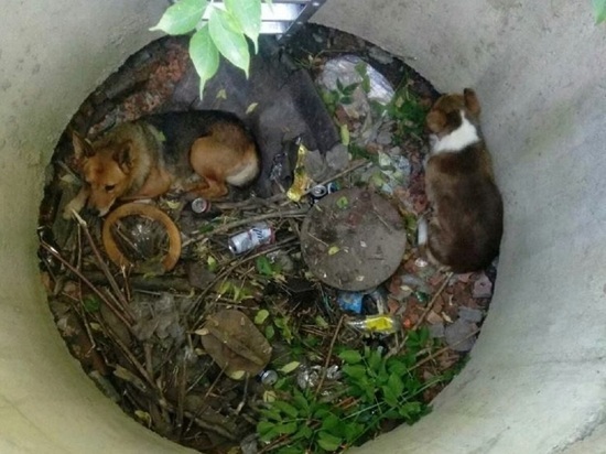 Под Белгородом из канализационного колодца спасли двух собак