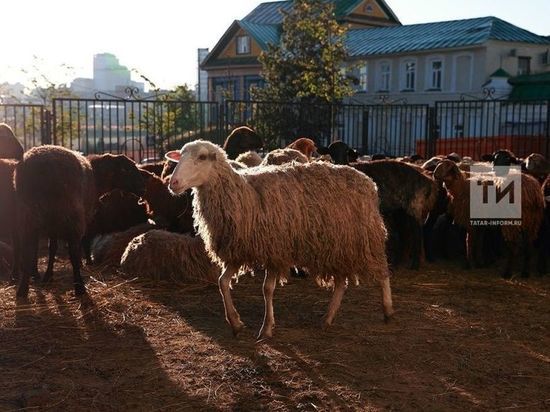 Благотворители Татарстана в Курбан-байрам планируют раздать 25 тонн мяса