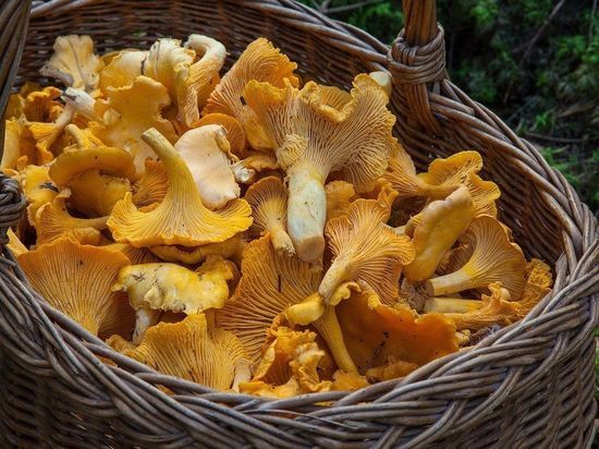Миколог предупредил грибников об особенностях нынешнего урожая грибов