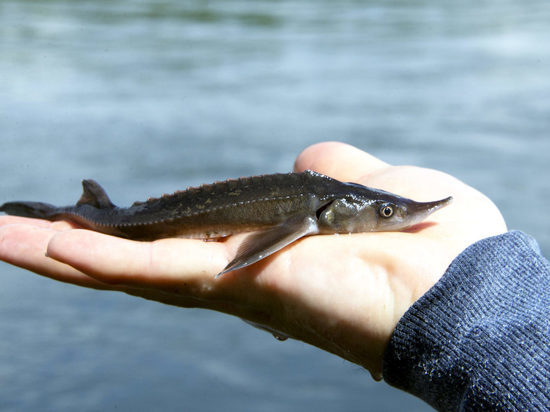 «Голевская ГРК» выпустила в Енисей 72 тыс. мальков краснокнижной рыбы