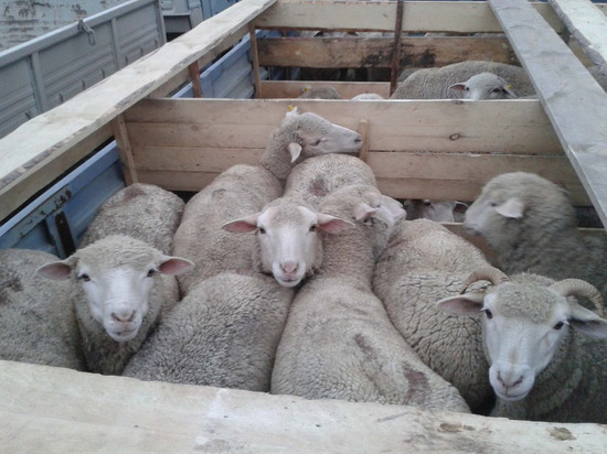 Незаконный «транзит» овец пресекли в Приамурье
