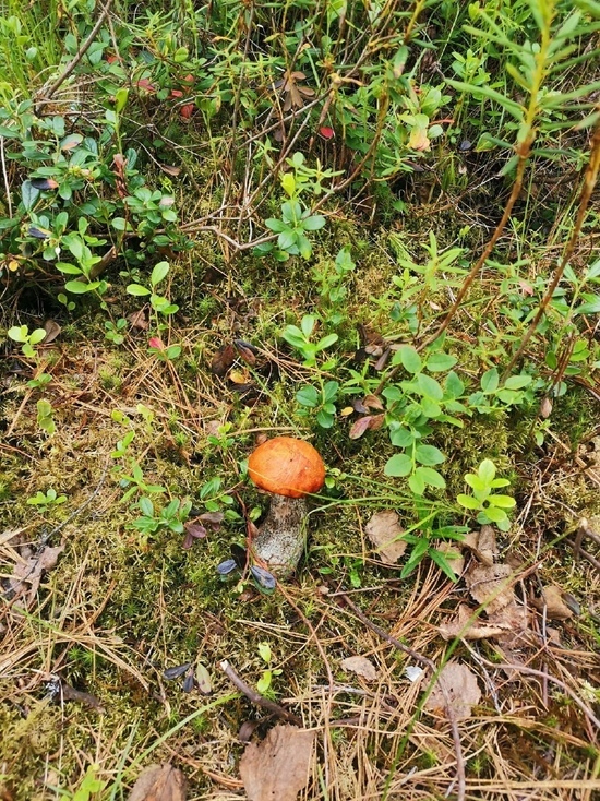 Сезон открыт: первые съедобные грибы появились в лесах ЯНАО