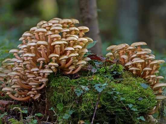 За три месяца дикорастущими грибами отравились пять жителей Дона