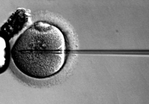 «У меня украли мои яйцеклетки и эмбрионы» — с таким шокирующим заявлением обратилась в нашу редакцию одна из пострадавших от известной клиники по лечению бесплодия (название есть в распоряжении «МК»)