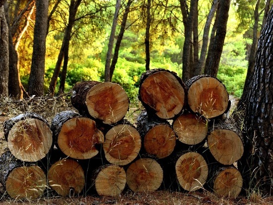 В Удмуртии стали меньше незаконно вырубать лес