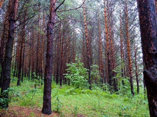За день в Башкирии в лесах заблудились два туриста