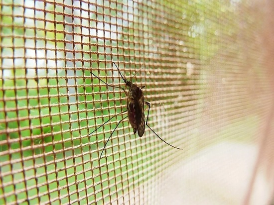 Ученые создали одежду, защищающую от комаров без инсектицидов