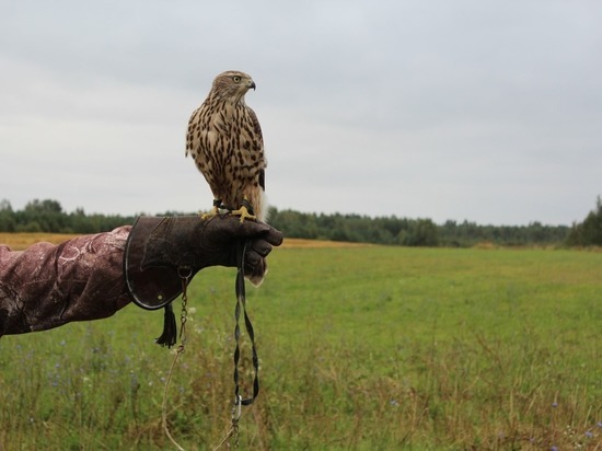 В Нижегородской области началась выдача разрешений на охоту с ловчими птицами