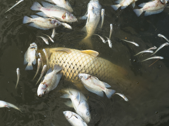 Аномальная жара может привести к массовому замору рыбы в водоемах Петербурга