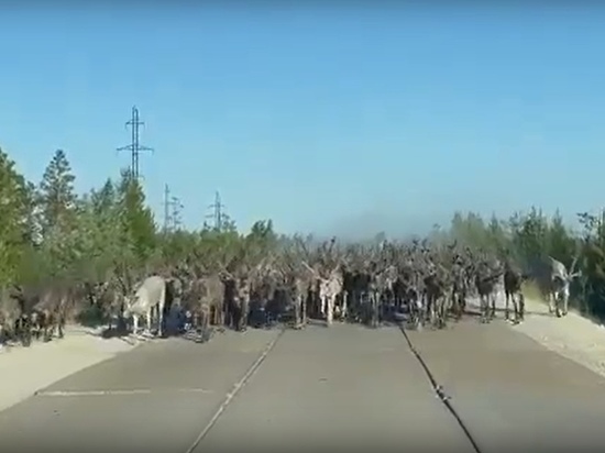 Рогатая «встречка»: огромное стадо оленей помешало движению авто в ЯНАО