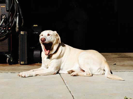 Кинолог Голубев рассказал, как помочь собаке пережить жару