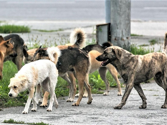 В Тверской области бродячая собака укусила девочку за лицо