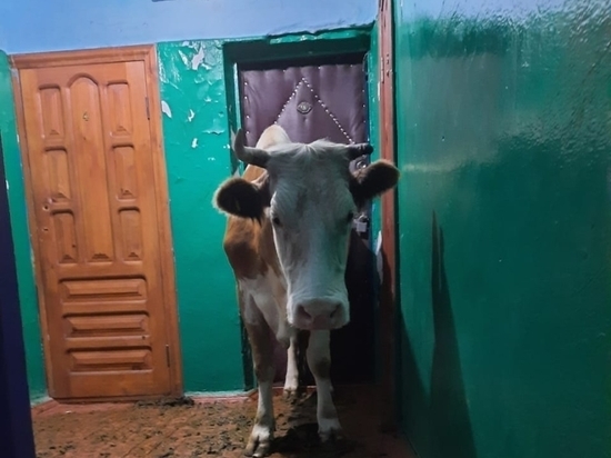 Балейцы спасли корову Варю со второго этажа жилого дома в Забайкалье
