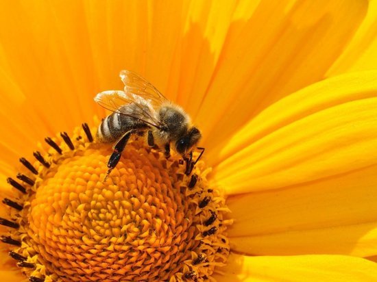 В Сарапульском районе началась массовая гибель пчел