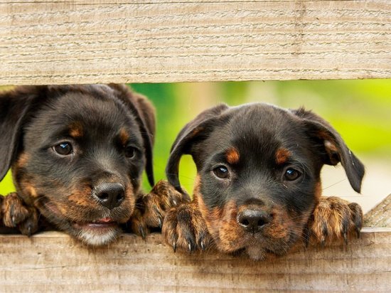В Калуге прорабатывают закон о предельном числе собак, разрешенных к содержанию