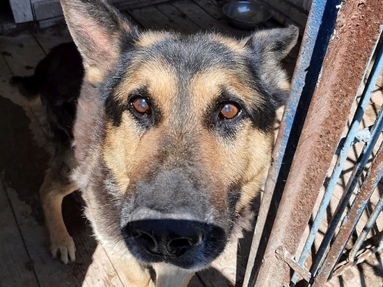 Пса пенсионера Бастиона отдают из смоленской колонии в хорошие руки