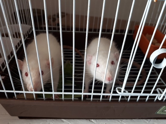 Сломанные лапки, перевернутая клетка: зоозащитники нашли выброшенных домашних крыс под окнами дома в Салехарде