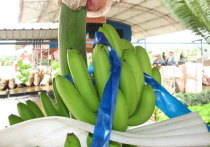 В Росстате подтвердили, что цены на бананы в магазинах достигли максимума за пять лет