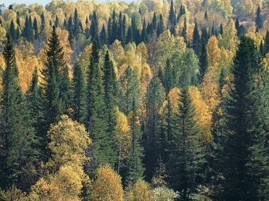 Забайкалье получило 243 млн руб на тушение и патрулирование лесов