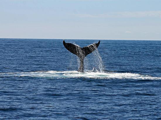 Серые киты устроили показательные выступления на севере Сахалина