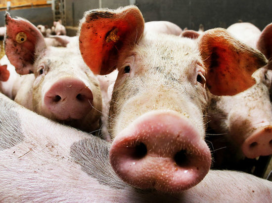 Порядка тысячи свиней проверят на наличие АЧС в Приамурье