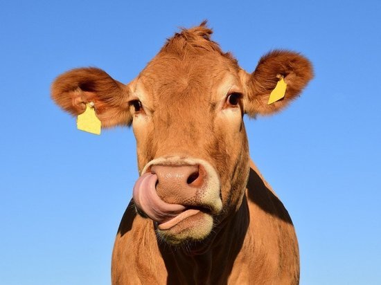 На Кубани продолжает расти поголовье коров