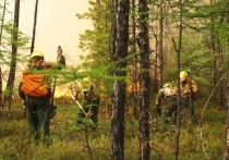 Восемь пожаров потушили в лесах Приангарья за сутки
