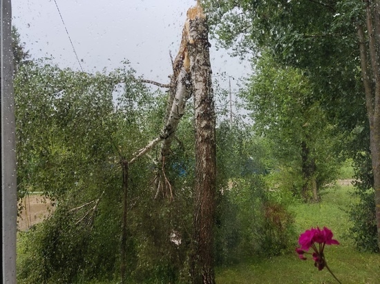 В Тверской области столь желанная гроза повалила деревья и оставила горожан без света