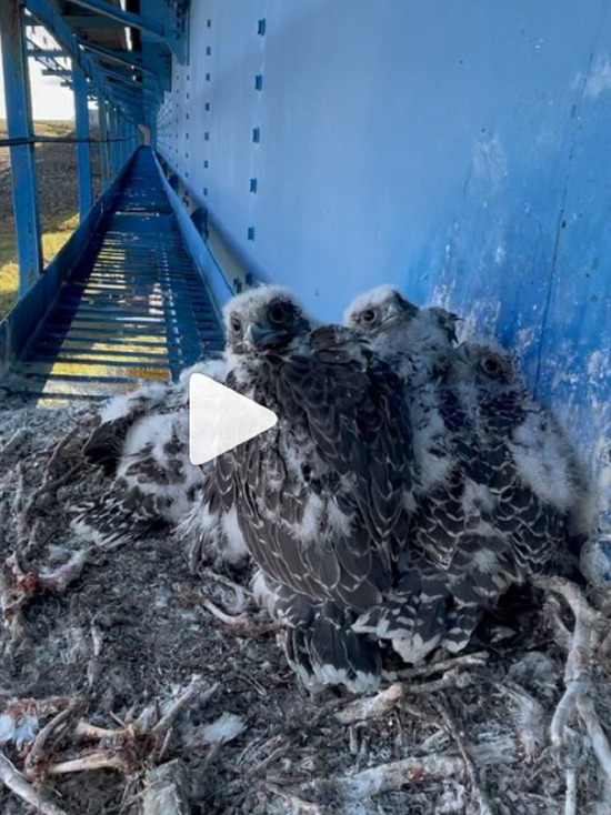 Юных кречетов в гнезде на железнодорожном мосте сняли на видео ученые из ЯНАО