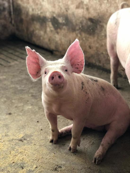 Причины вспышки африканской чумы свиней назвали в Псковской области