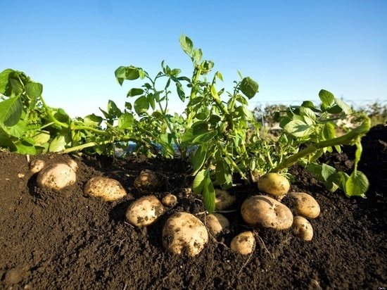 Костромская диверсификация производства: на Буйской птицефабрике решили выращивать картошку