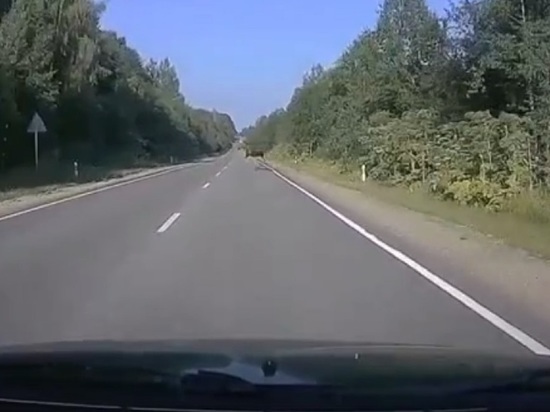 В Тверской области водитель чуть не наехал на лося