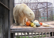 В ЗАТО Северск Томской области местному зоопарку выдана бессрочная лицензия на осуществление деятельности