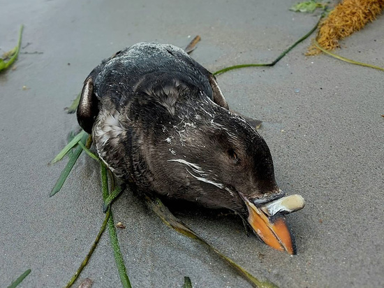Очевидцы: на побережье острова Попова падают мертвые птицы