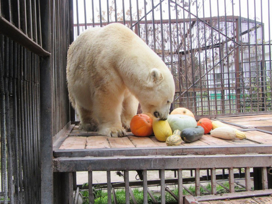 Зоопарку в Северске выдана бессрочная лицензия на осуществление деятельности