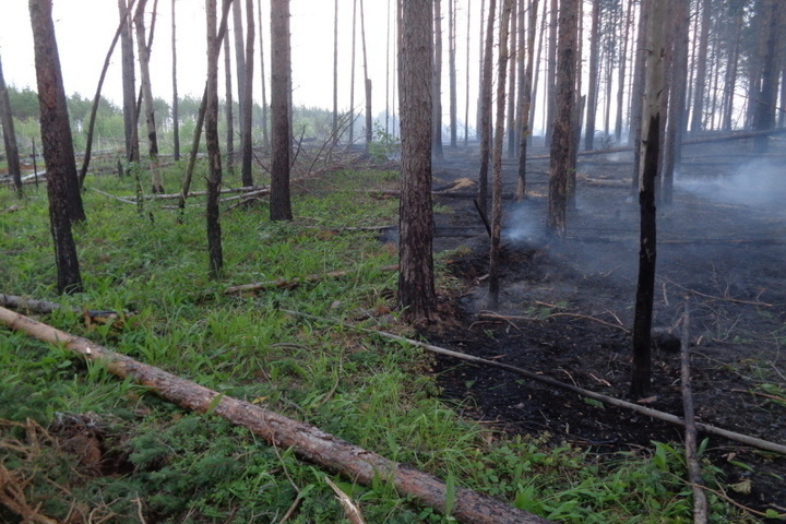 В Шарьинском районе Костромской области ликвидирован лесной пожар